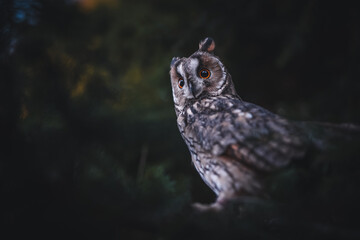 Long-eared owl (Asio otus) sitting on dark tree. Beautiful owl with orange eyes portrait. Dark background. Long-eared owl in dark forest.