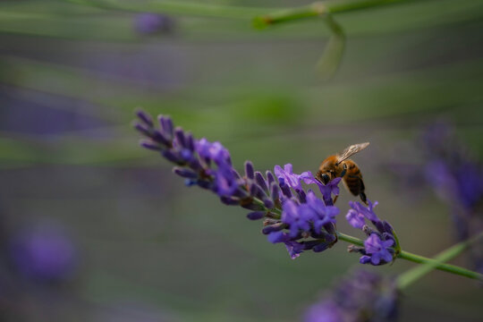 Honigbiene auf Lavendel