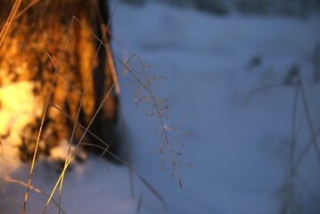 Small grass in a cold winter forest with sunlight, close-up.