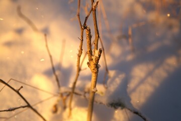Tree branches in a cold winter forest with sunlight, close-up, natural background.