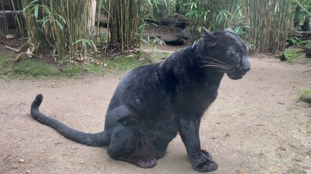 Panthère noire 