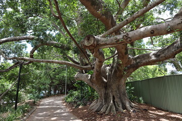 sun-dappled paved foot path winds past a large thick tropical tree