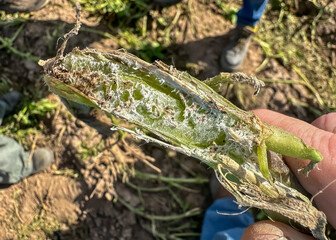 White Mold Fungus Growing In A Potato Stem © Chad