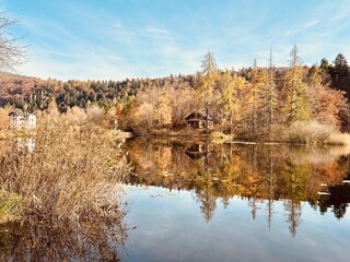 autumn in the forest