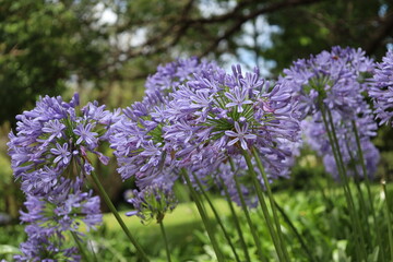 close-up plethora of mauve light purple blossoms atop tall slender stems