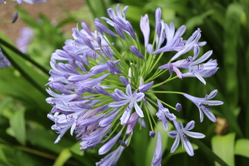close-up macro single mauve light purple blossom with many petals © Don Hoskins