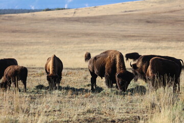 Herd of bisons © Jan