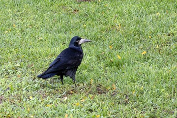 Rook Bird. Corvus Frugilegus. Family Corvidae