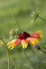 A Bee Collects Nectar on a Flower