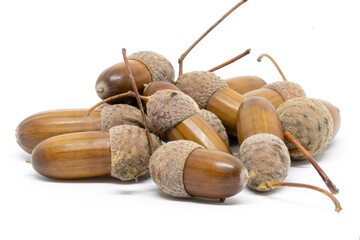 A Few Acorns on a White Background