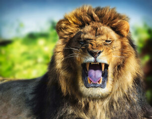 The Roar of the Lion - Wildlife photography print