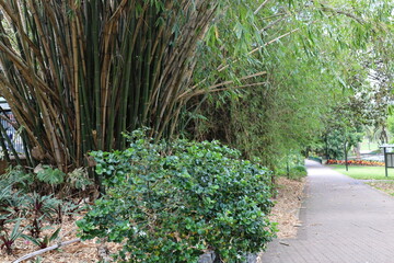 large leafy green bush at the base of a billowing bamboo thicket beside a paved walking foot path trail