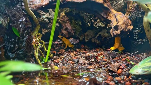 two  golden poison frog (Phyllobates terribilis), golden dart frog or golden poison arrow frog  sitting on natural rainforest ground under a tree root moving the throat, water flowing from rock