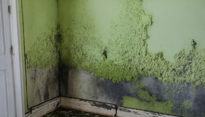 moldy wall inside a house