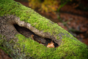 Borsdane Woods, on the border of Hindley, Wigan, and Westhoughton, Bolton, in autumn