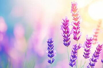 Obraz premium Blooming Lavender Fields in the Cotswolds Under a Radiant Summer Sun