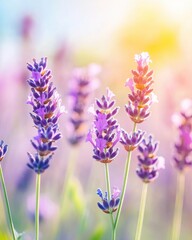 Naklejka premium Blooming Lavender Fields in the Cotswolds Shimmer Under the Summer Sun