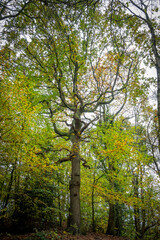 Borsdane Woods, on the border of Hindley, Wigan, and Westhoughton, Bolton, in autumn