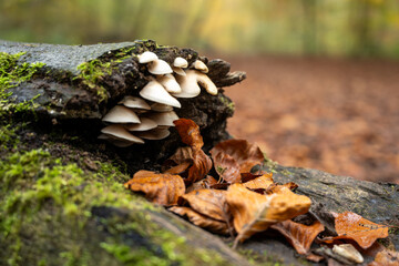 Borsdane Woods, on the border of Hindley, Wigan, and Westhoughton, Bolton, in autumn.