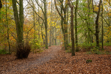 Borsdane Woods, on the border of Hindley, Wigan, and Westhoughton, Bolton, in autumn.