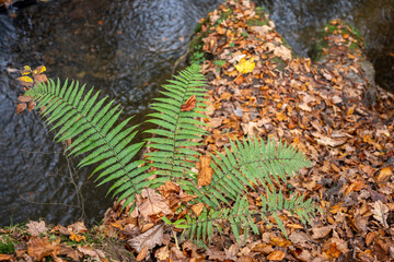 Borsdane Woods, on the border of Hindley, Wigan, and Westhoughton, Bolton, in autumn.