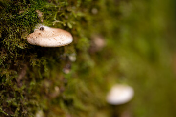 Borsdane Woods, on the border of Hindley, Wigan, and Westhoughton, Bolton, in autumn.