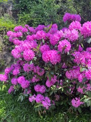 Pink rhododendron flowers in full bloom