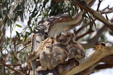close-up koala joey baby clinging to mother's back high in a tree