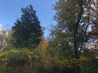 Autumn forest scene with colorful leaves