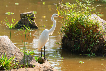 The great white heron Ardea alba stands on the rocks near the reservoir
