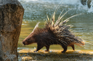 Porcupine walks in shallow water close-up