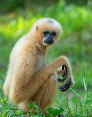 Yellow gibbon Nomascus gabriellae sits on the grass and looks at the camera in close-up