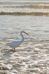 Great egret (ardea alba) on the beach standing in water at sunset, sea waves in the background