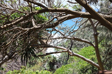 Obraz premium thick tree boughs overhead in dense forest