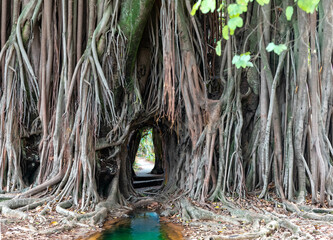 Giant tropical fig tree with path through the tree and its exotic and impressive roots