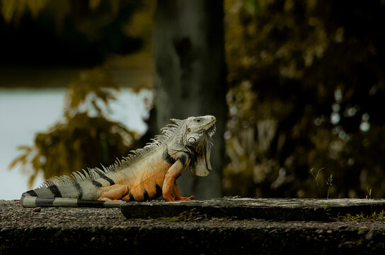 Iguana Bermeja