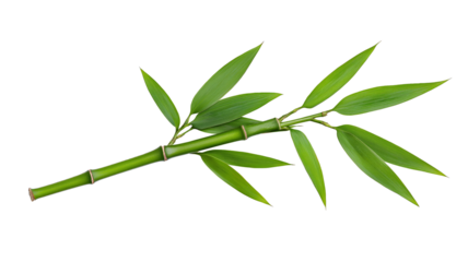 Single bamboo stem with green leaves isolated on a white background