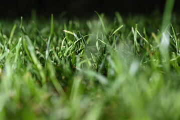 Green fresh grass close up texture low angel 