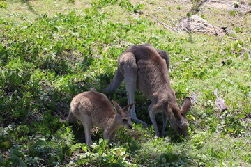 kangaroo mother and joey grazing in shade