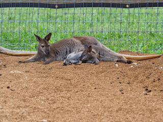 A mother wallaby and her little joey resting. A wallaby is a small or middle-sized macropod native to Australia and New Guinea.