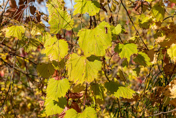 Wild Grapevine Growing Along The Fox River Trail In Fall Near De Pere, Wisconsin