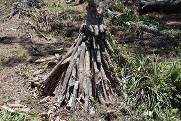 tree with wide above ground roots