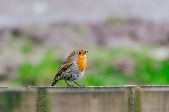 Robin Redbreast (Erithacus rubecula) sat on a fence on a winter's day in Findlayston Country Park, Langbank, Scotland.