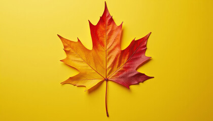 Autumn Maple Leaf on Yellow Background