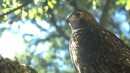 Fototapeta premium Majestic Hawk Perched High on Branch in 3D Render Close-up with Ultra-Detailed Focus on Sharp Eyes and Surrounding Trees