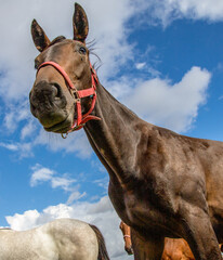 Fototapeta premium Ein dunkles Pferd schaut von oben , Himmel im Hintergrund