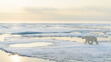 Polar bear (Ursus maritimus) on ice and snow, Svalbard, Norway