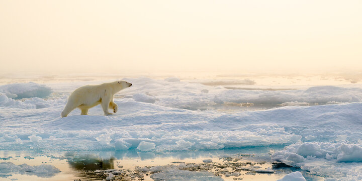 Polar bear (Ursus maritimus) on ice and snow, Svalbard, Norway