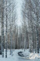 A serene winter landscape with snow-covered trees lining a winding path in a tranquil forest setting