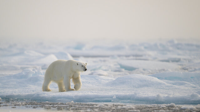 Polar bear (Ursus maritimus) on ice and snow, Svalbard, Norway